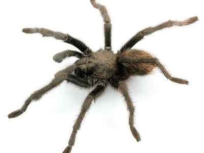 Chiricahua tarantula