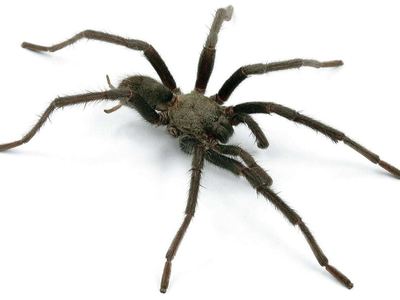 Cahuilla ebony tarantula