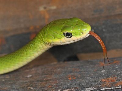 Rough greensnake