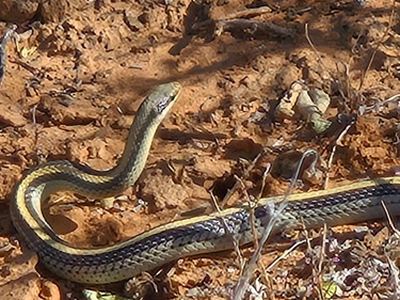 Texas patch-nosed snake