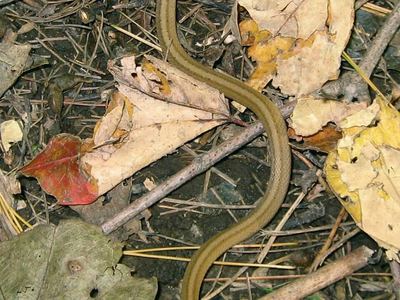 DeKay's brown snake