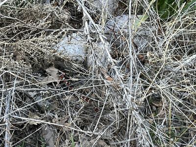 Sonoran mountain kingsnake
