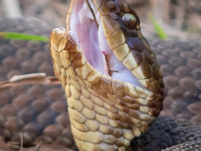 Northern cottonmouth