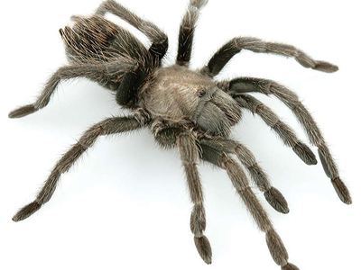 Aphonopelma prenticei