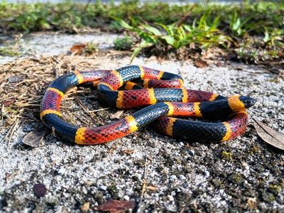 Eastern coral snake