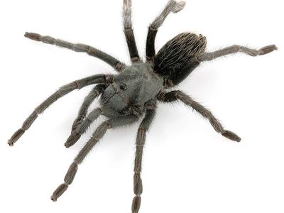 Aphonopelma icenoglei