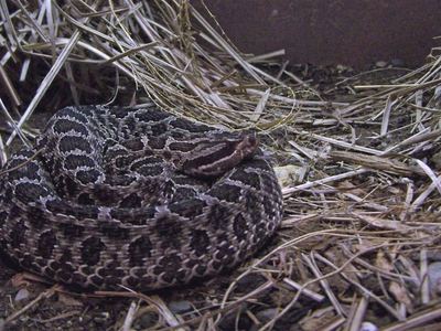 Eastern massasauga