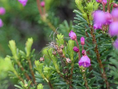 Rhysodromus alascensis