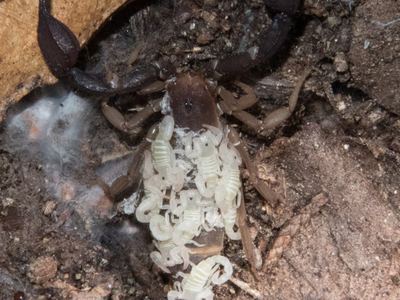 Pseudouroctonus santarita