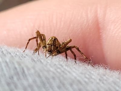 Hamataliwa helia