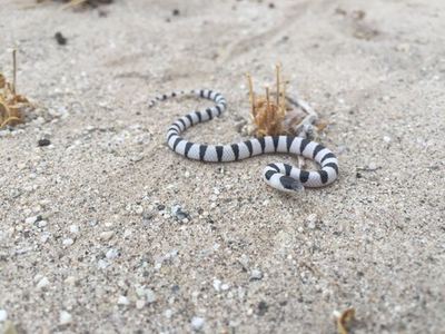 Colorado desert shovel-nosed snake