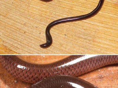 Brahminy blindsnake