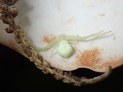 Misumessus lappi