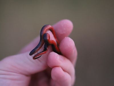 Black swamp snake
