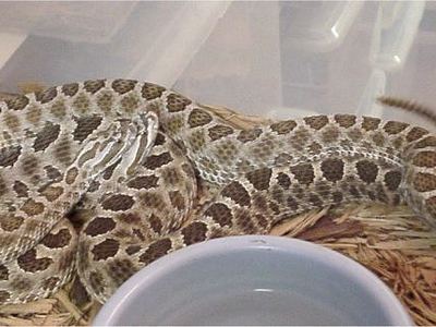 Western massasauga
