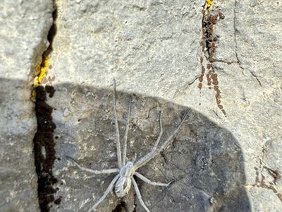 Attractive running crab spider