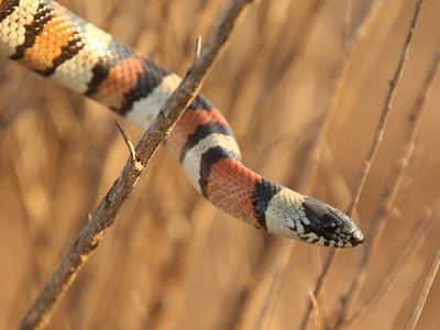 Central plains milksnake