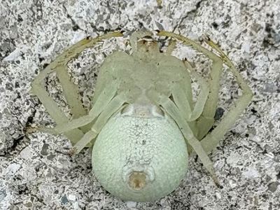 Misumessus tamiami