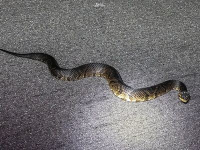 Florida cottonmouth