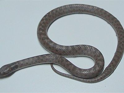 Chihuahuan night snake