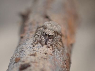 Attulus ammophilus
