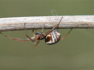 Bowl and doily spider