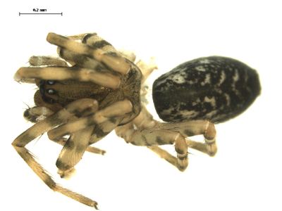 Northern spurred woodland funnelweaver