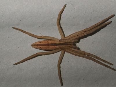 Oblong running spider