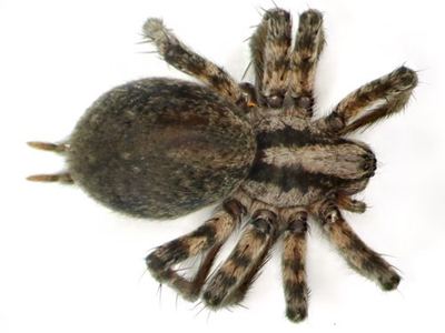 Genus Calilena, species not shown