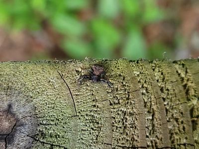 Genus Modysticus, species not shown